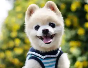  有没有类似猫猫的图片