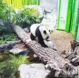  中国熊猫占领温哥华下周起metrotown将闪现888只熊猫