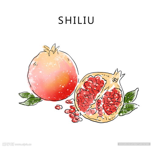  石榴手绘素材设计图