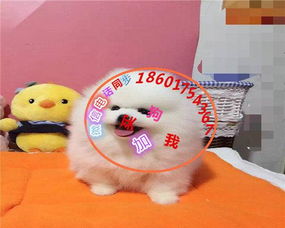  克孜勒苏宠物狗养殖基地