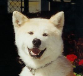  以对饲主忠诚闻名的秋田犬可爱图片的图片大全24爱宠网