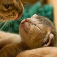  情侣头像猫狗卡通猫狗情侣头像