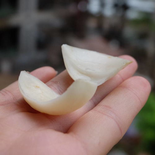 兰州新鲜食用甜百合清肺止咳农家自产蔬菜小皇四头袋装120克1斤16颗