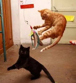  猫妹妹眼睛看不见,猫哥哥充当暖心小天使
