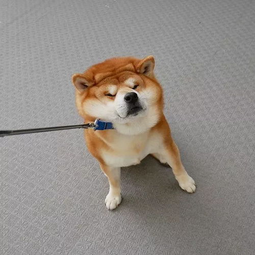  这只柴犬的笑容也太撩人了