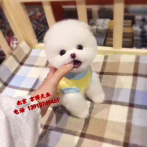 博美狗牌头像肢体行为