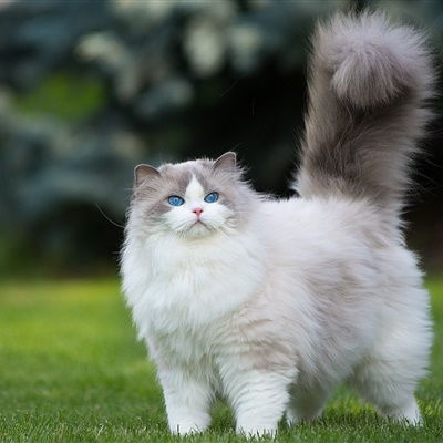  微信小猫头像,草地里玩耍的猫咪图片