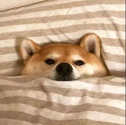狼尾鲻鱼头像训练