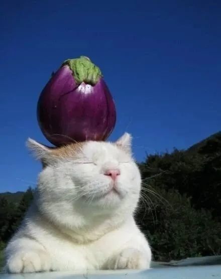  猫叔去世,我们的头像终究还是走了