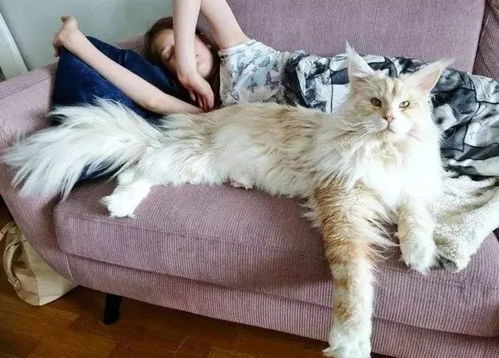  猫品温柔的巨人缅因猫,喵界的泰坦,气场十足