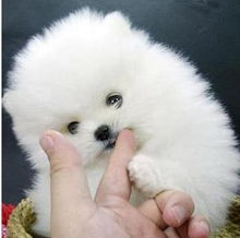  温州哪里出售纯种博美犬温州博美价格多少博美犬宠物网chongwu.cc