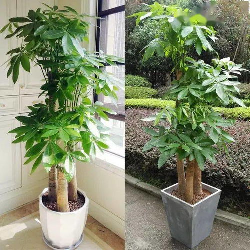  装饰家居摄人心魄的8款大型室内观叶植物,一摆立现宜家风