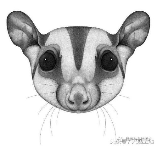  叮小动物们的证件照,看着好乖