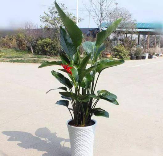  这10种花卉盆栽,不用花费时间就能养好,阴凉的室内也能长