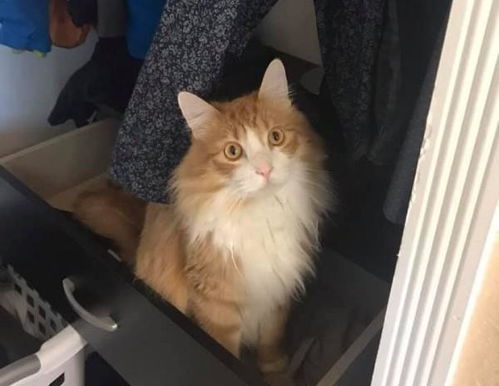  朕就是要开窗猫咪与主人的百叶窗之战,究竟谁能胜出