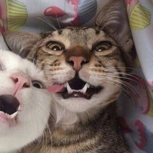  猫猫狗狗动物情头我今晚最烦恼的事情还是抱不到我最爱的男孩