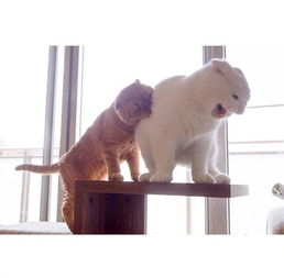  猫咪的弹跳力真的一言难尽啊