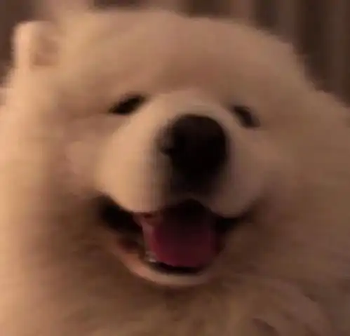  分享一组萌宠头像