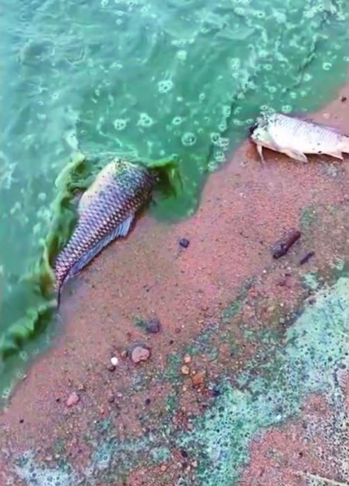  江苏第四大湖出怪事,湖水变绿岸边现大量无头死鱼镇政府这样说