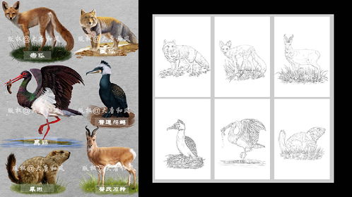  动物插画百科物种