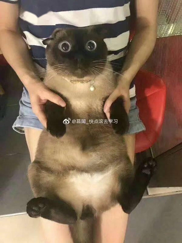  颜值即正义面对这种猫,易烊千玺也不能例外