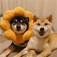 情侣头像卡通呆萌动物图片微信头像图片大全 情侣头像卡通呆萌动物图片微信头像图片大全