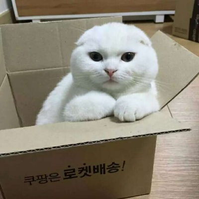  可爱的小猫头像卖萌的白色猫咪太可人了