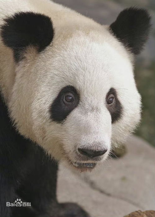  真不容易欢迎回家丫丫回家后吃饭吃得好香