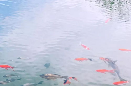  就地过年来一场亲子周边游,耍鱼凫湿地住泡泡屋,温暖过春节