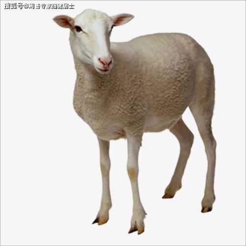 2021年2月19日十二生肖运势详解脑筋灵敏,设法新奇