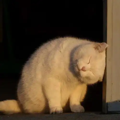  将隐晦爱意说到极致的句子