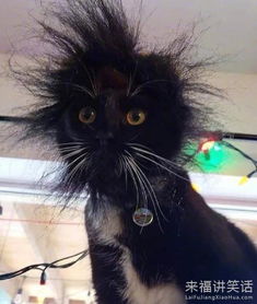  猫王离子烫