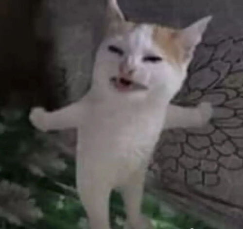  沙雕猫片,看完法力无边