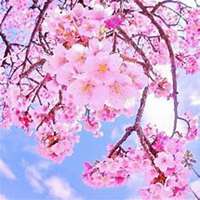  唯美好看樱花微信头像微信头像图片大全