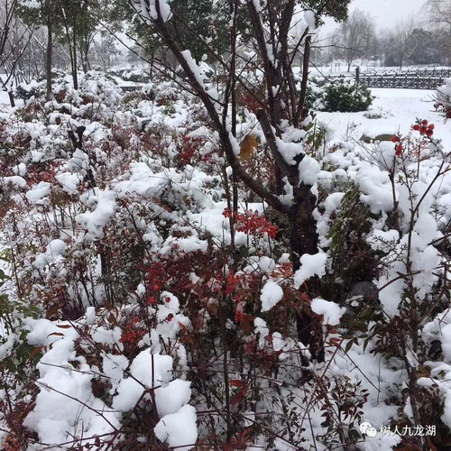  赏雪景你注意到了吗