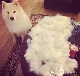  如果狗毛能卖钱......我想我可能要发财了