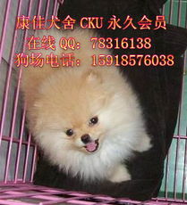 博美狗牌头像小型犬