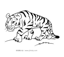  漂亮的老虎简笔画图片
