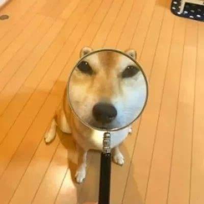  狗狗情头搞笑系列一对哈士奇柴犬猫咪不要人