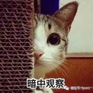  天猫双11大数据发布,深圳人电动丰胸仪购买热度全国最高