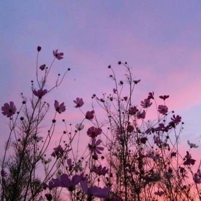  花花合集