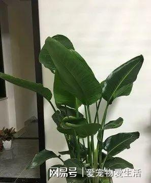  过年在客厅里养这4种大型绿植,不光大气,更代表着来年吉祥如意
