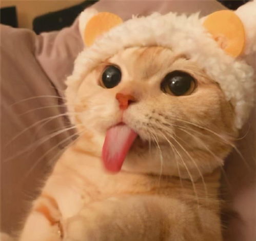  毛球症的猫咪有什么症状