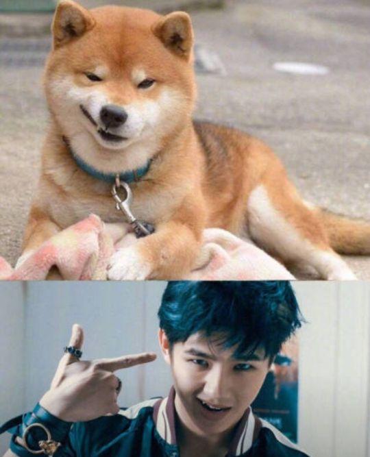  继孙红雷同款牛头梗走红后,李荣浩同款狗狗也走红逗笑了网友