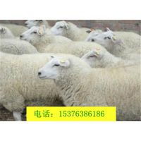  金葱浆说明书图片中国供应商