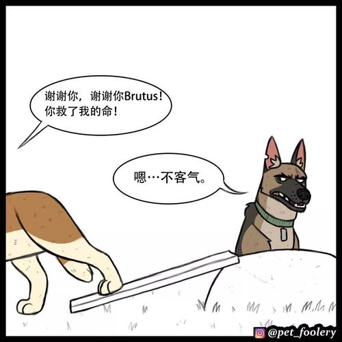  搞笑漫画流浪狗和猫咪的事故