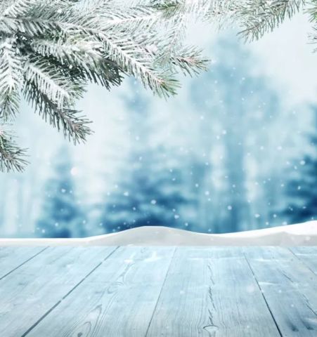  201808号散文作品红柳老松昙花一雪