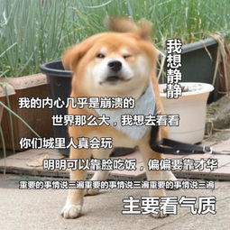  可爱逗比的汪星人表情包头像都微信头像我要个性网