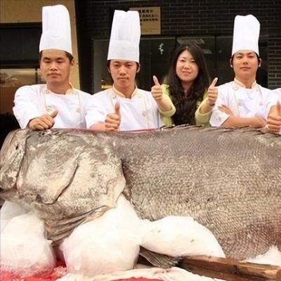  2013年渔民捕获一条斤巨石斑,上岸不久就被人4.3万元买走