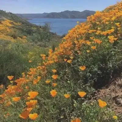  季清红色系黄色系仙气成熟唯风景静物头像我要个性网